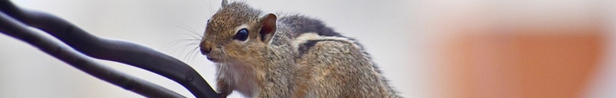 Beschermd tegen knaagdieren